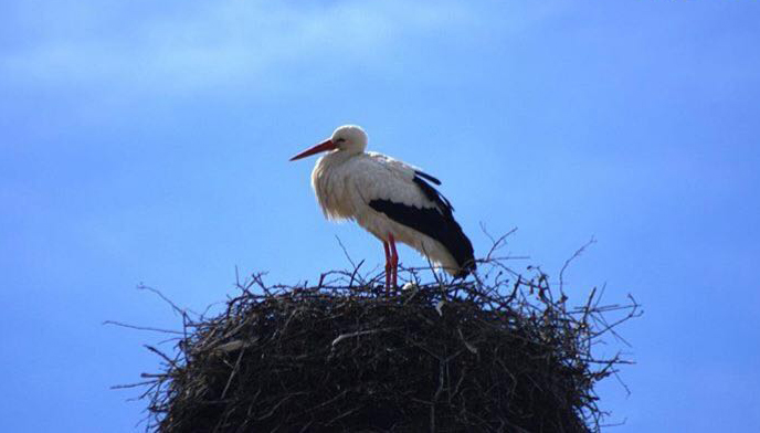 Vivir tu descubrir: El nido