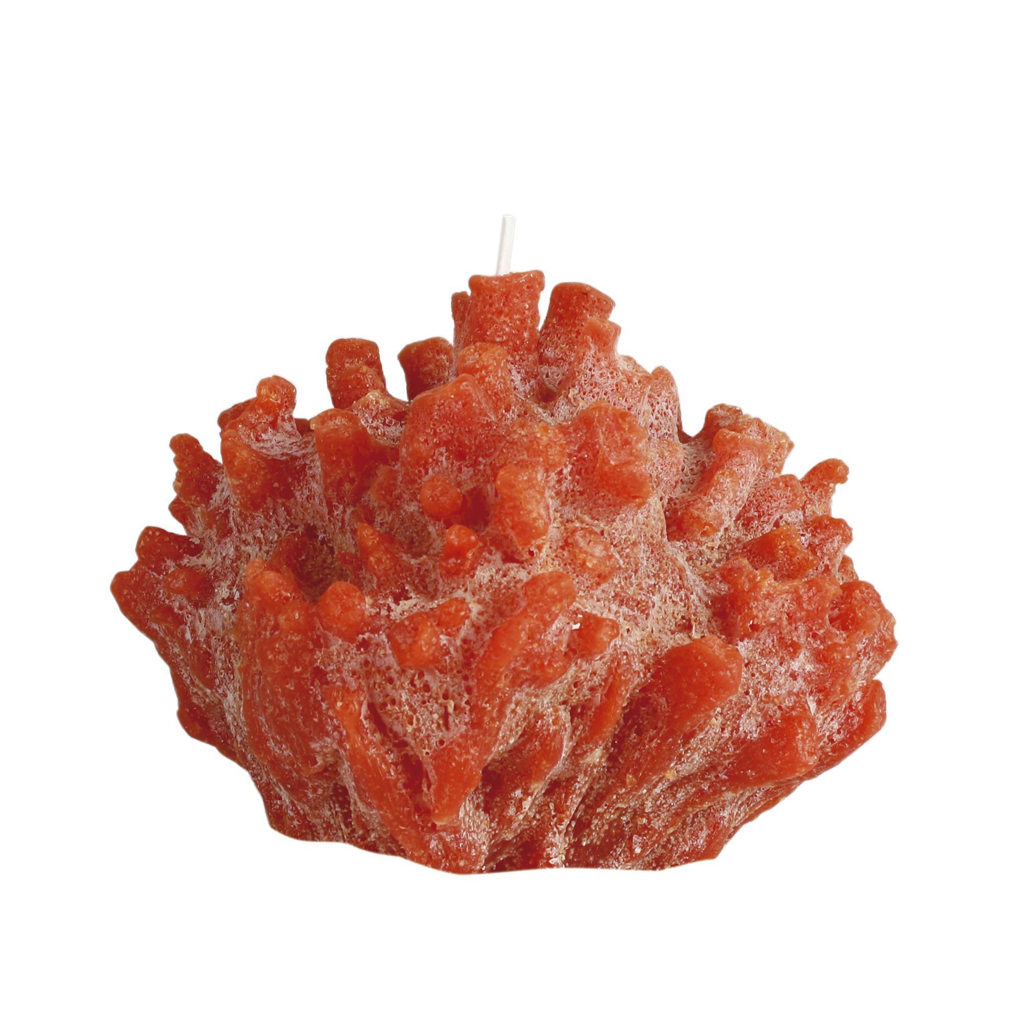 Cerabella sir lankester coral 41